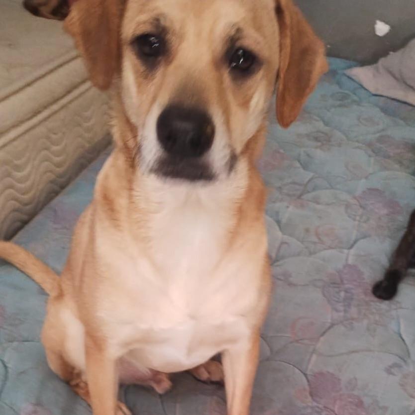 Enlarge Chikis (2), a Adoptable mixed breed in Mexicali, BCN image 1/6