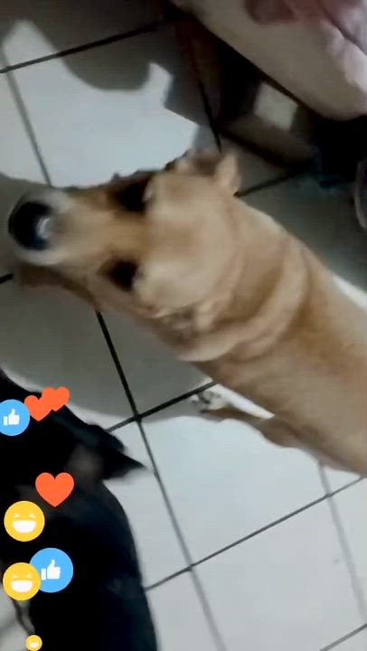Enlarge Chikis (2), a Adoptable mixed breed in Mexicali, BCN video 6/6