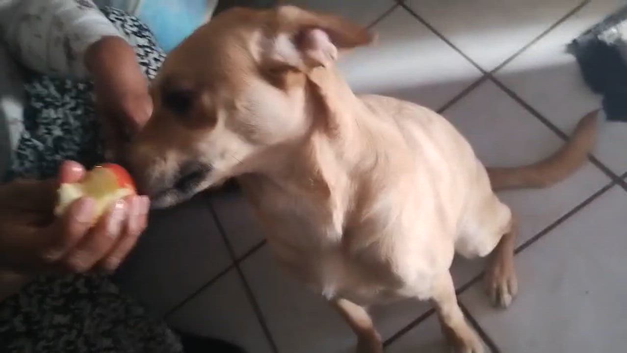 Enlarge Chikis (2), a Adoptable mixed breed in Mexicali, BCN video 6/6