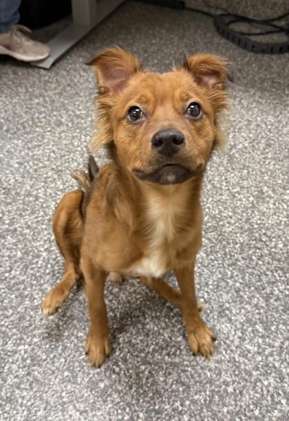 Gabriella, Adoptable, Young Female Spaniel & Mixed Breed.