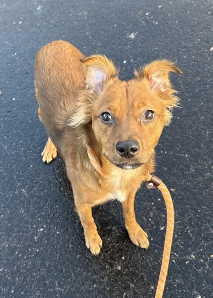 Enlarge Gabriella, a Adoptable mixed breed in Westland, MI image 3/3