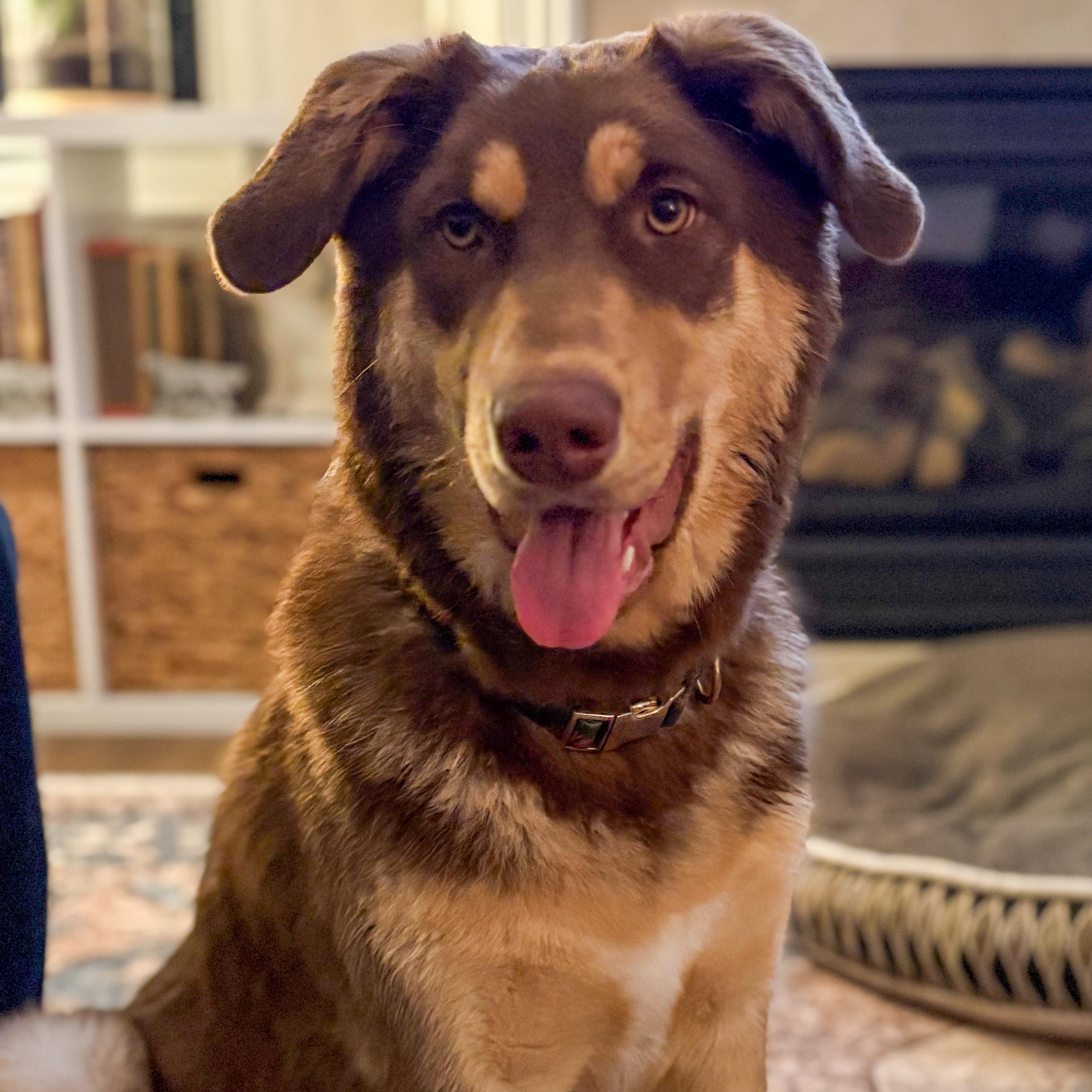 Maple, adopted, Puppy Female Chocolate Labrador Retriever & Husky.