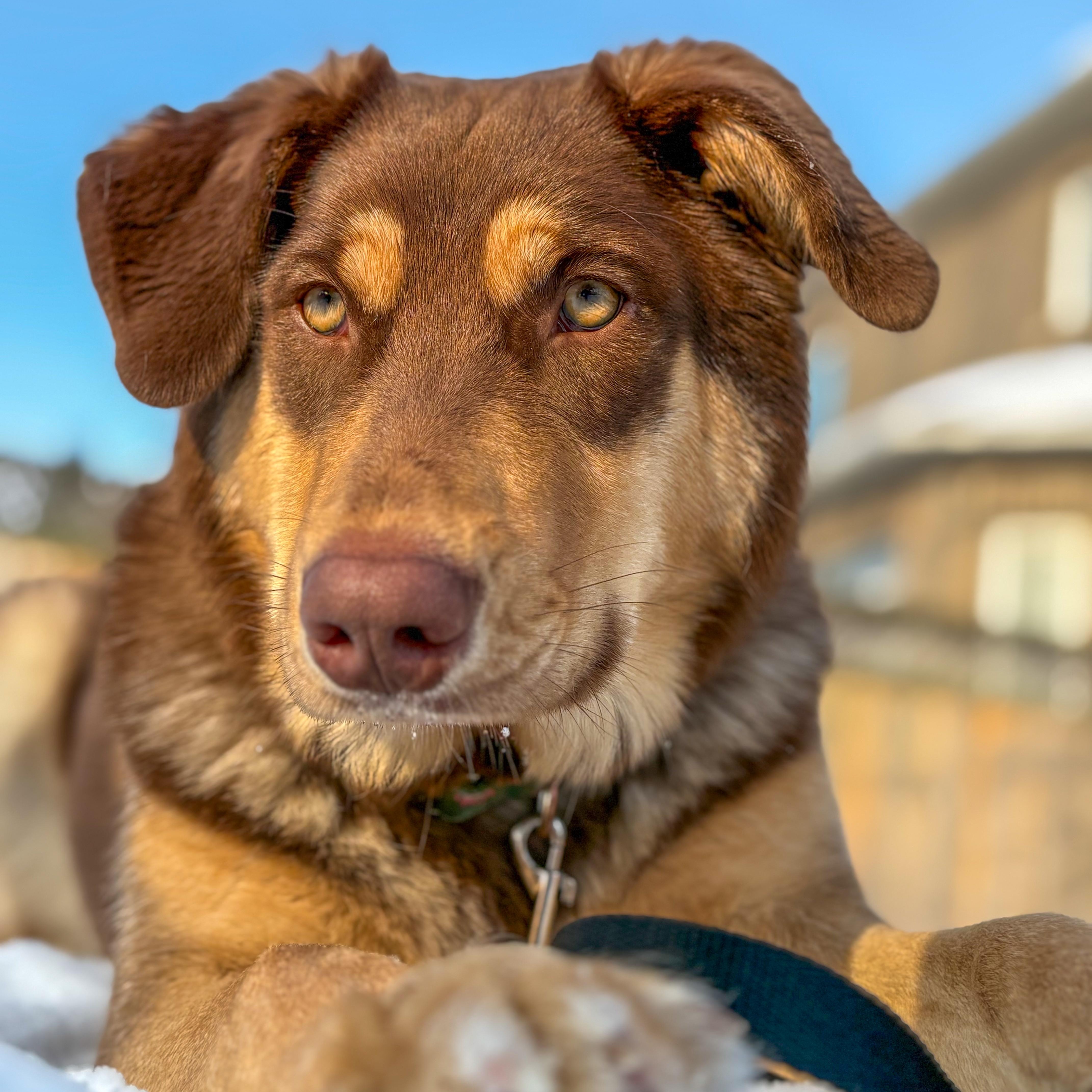 Enlarge Maple, an adopted mixed breed in Mississauga , ON image 2/6