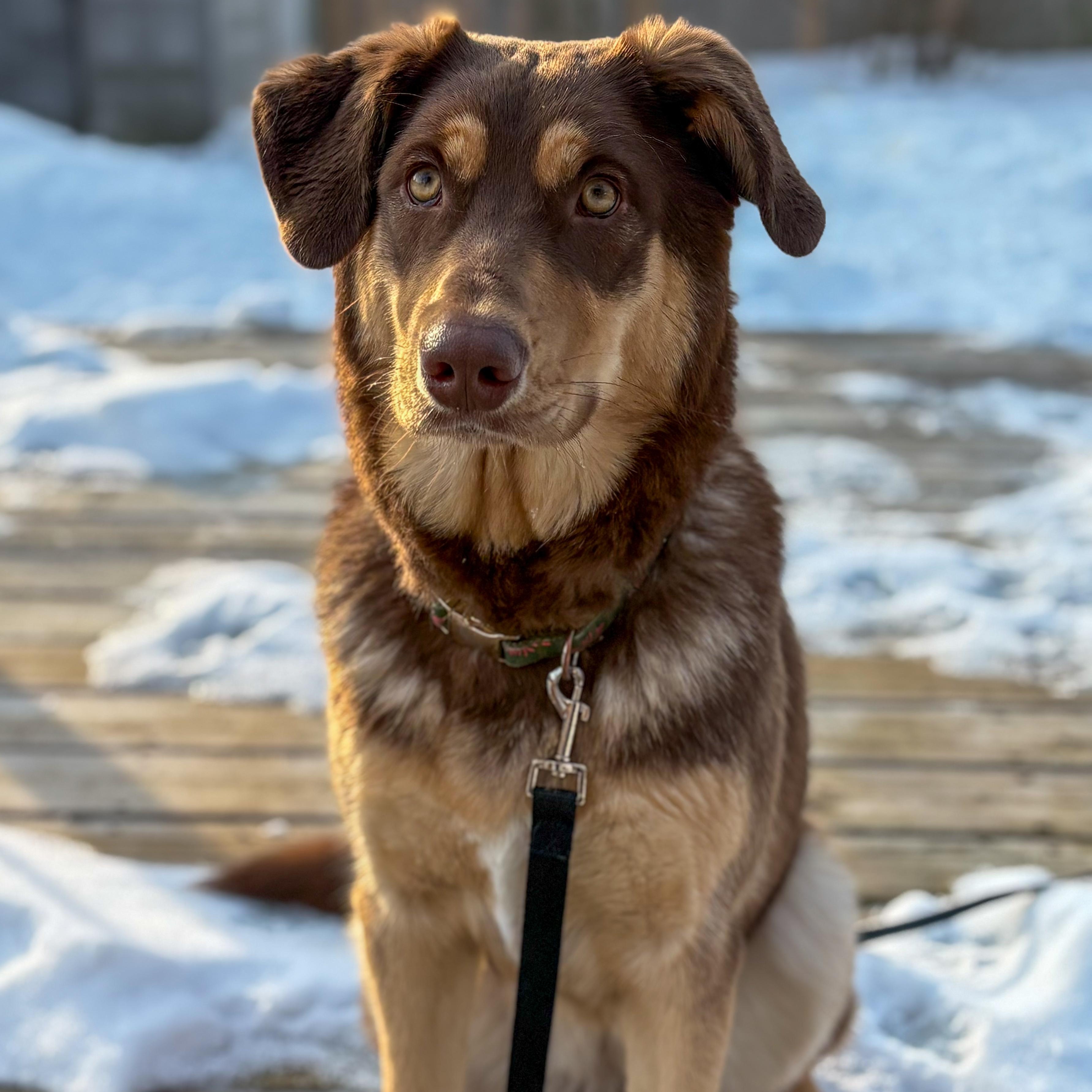 Enlarge Maple, an adopted mixed breed in Mississauga , ON image 4/6
