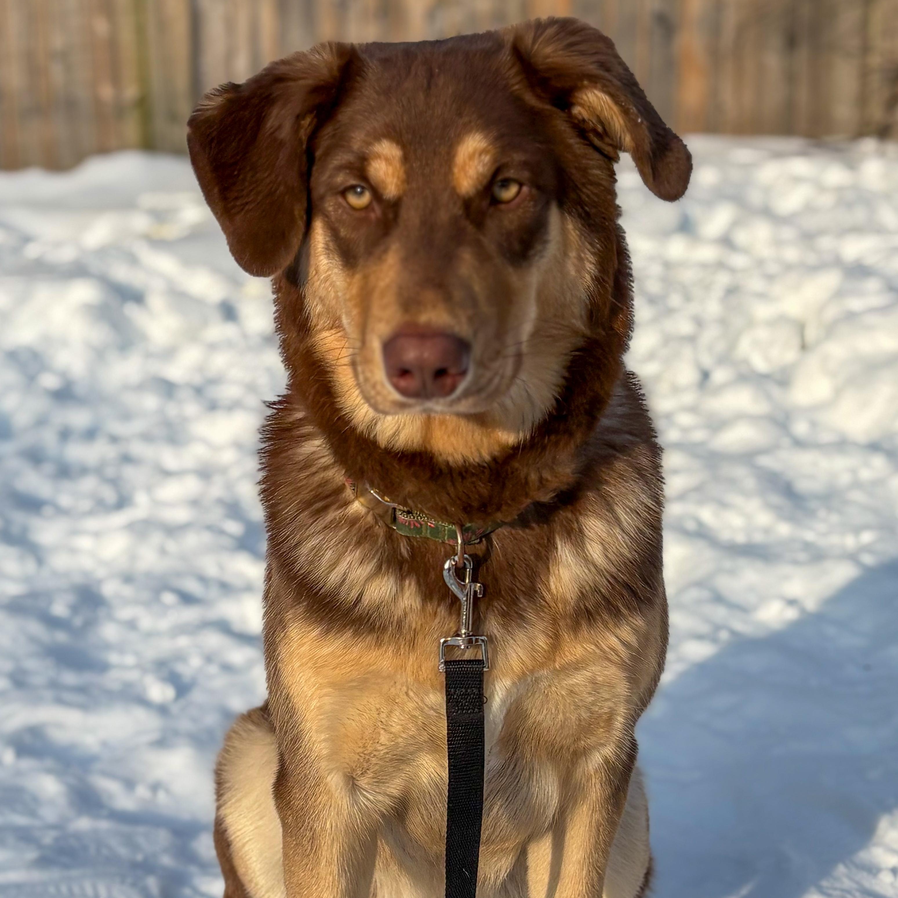 Enlarge Maple, an adopted mixed breed in Mississauga , ON image 5/6