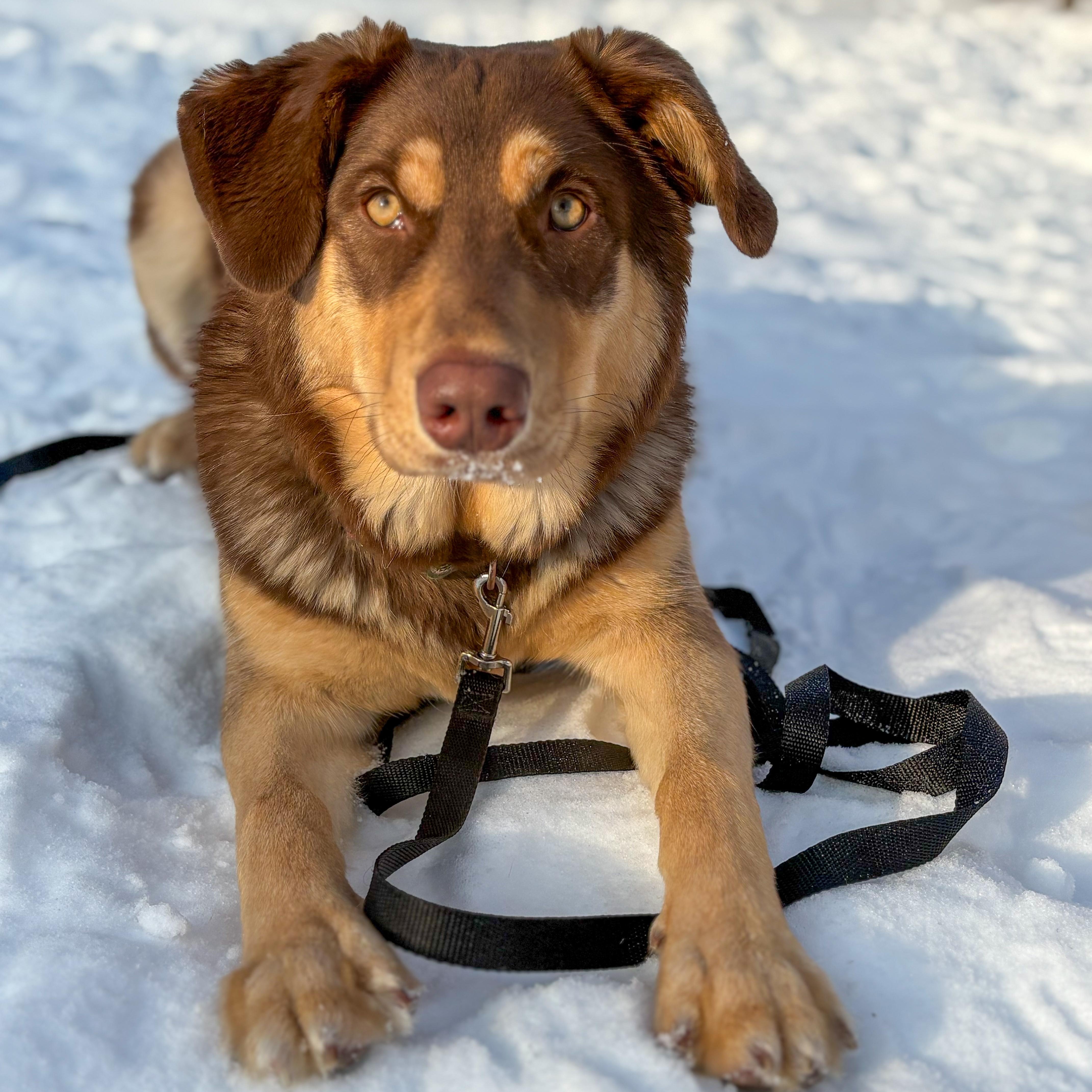 Enlarge Maple, an adopted mixed breed in Mississauga , ON image 3/6