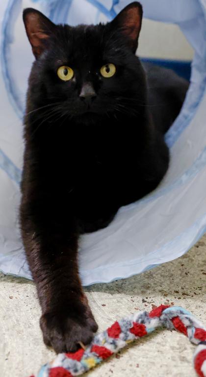 Ebony, Adoptable, Kitten Male Domestic Short Hair & Domestic Short Hair.