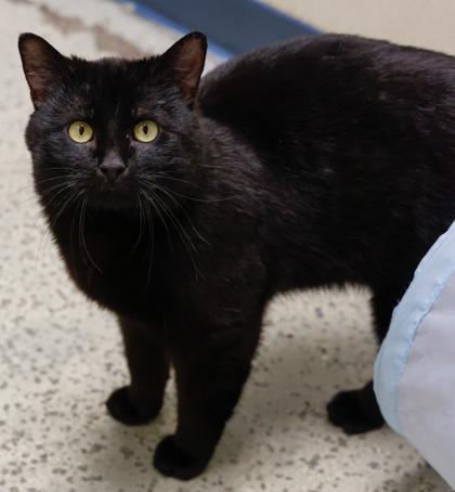 Enlarge Ebony, a Adoptable mixed breed in Baraboo, WI image 3/3