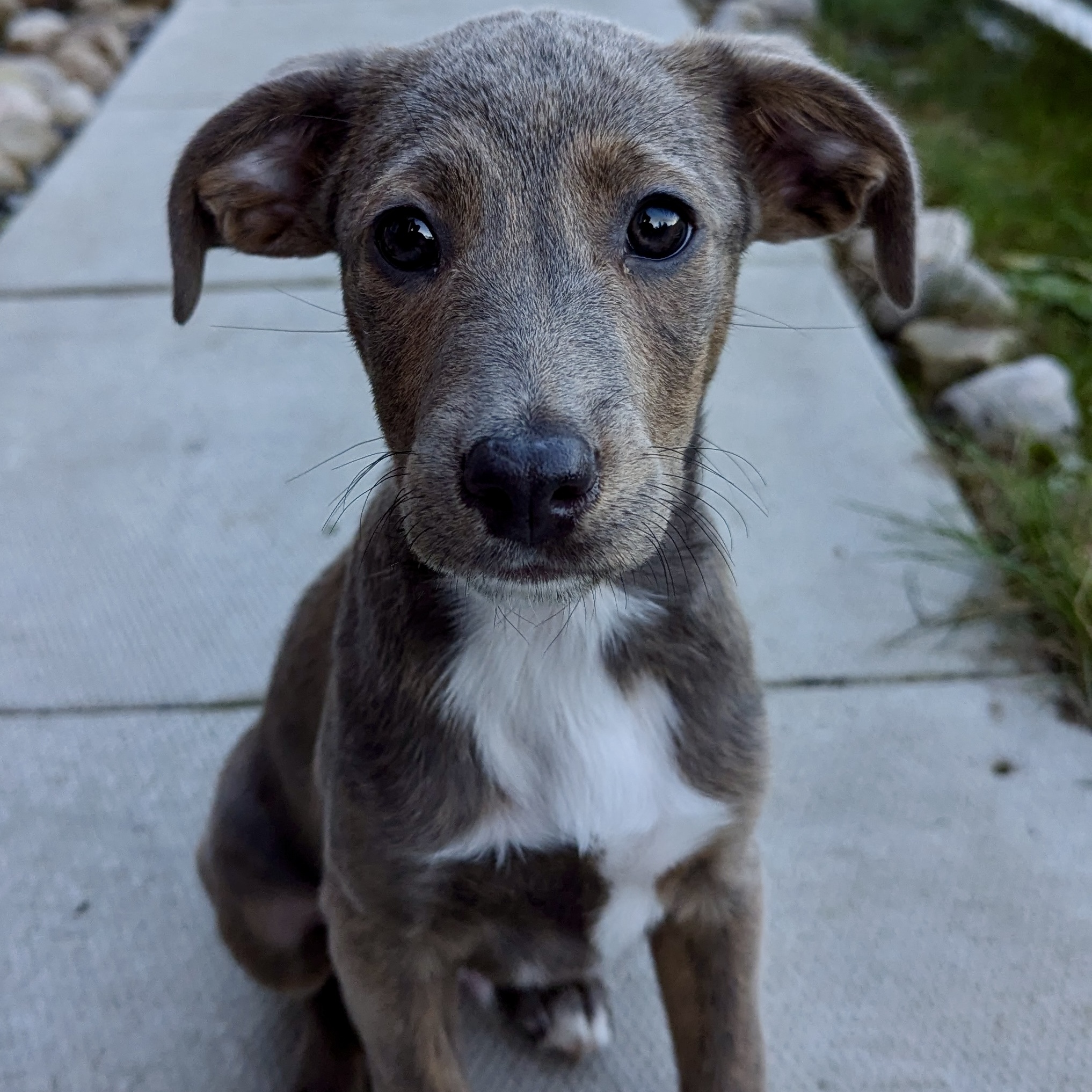 Brindle Puppy Brindle Mountain Mountain Cur Similar Breeds Meet
