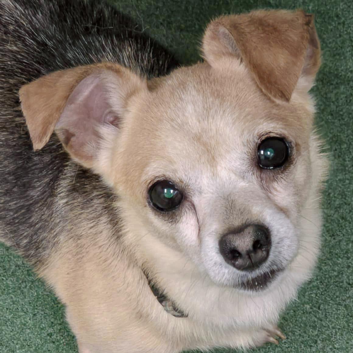 Gizmo
