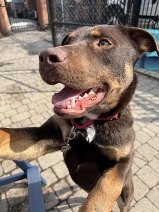 Bambino, Adoptable, Adult Male Australian Kelpie & Mixed Breed.