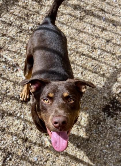 Bambino, a Adoptable mixed breed in Washington, DC image 2/3