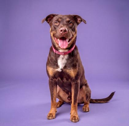 Bambino, a Adoptable mixed breed in Washington, DC image 3/3