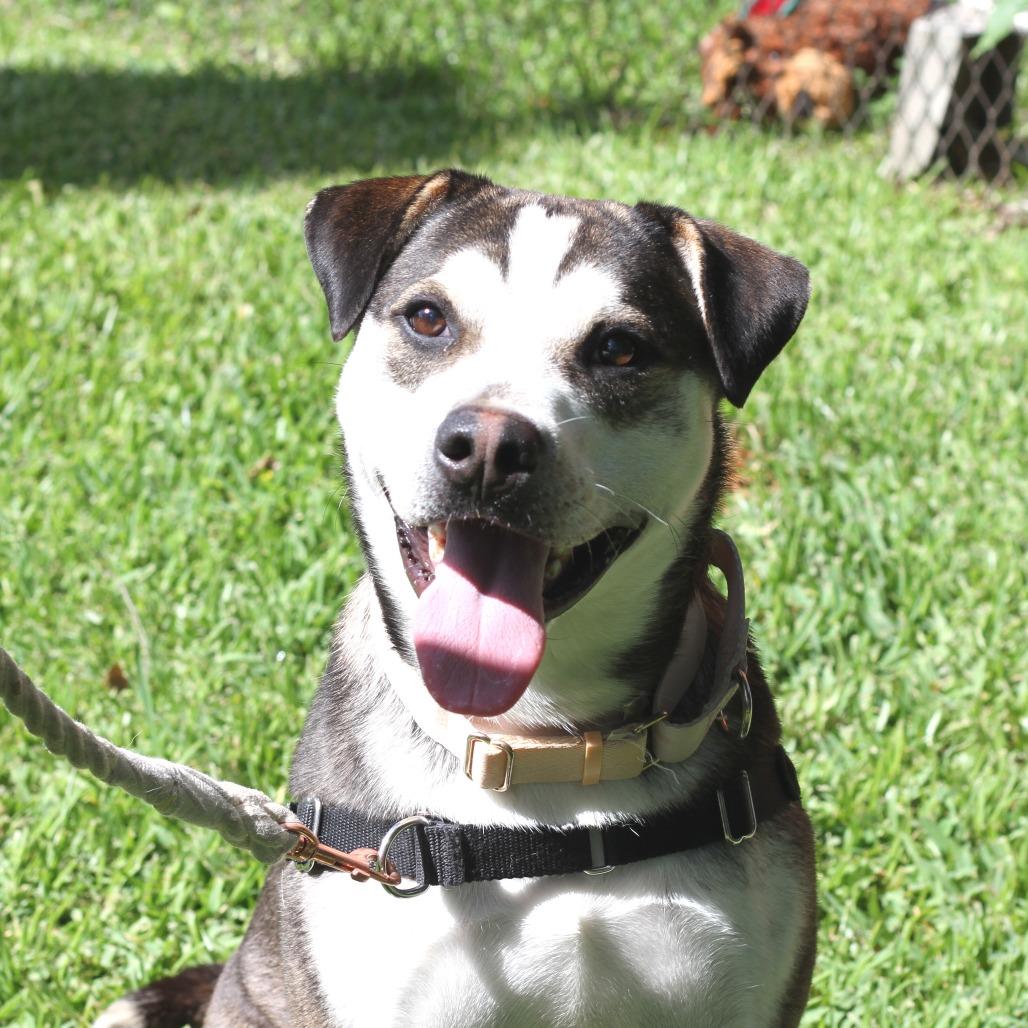 Declan, Adoptable, Adult Male German Shepherd Dog.