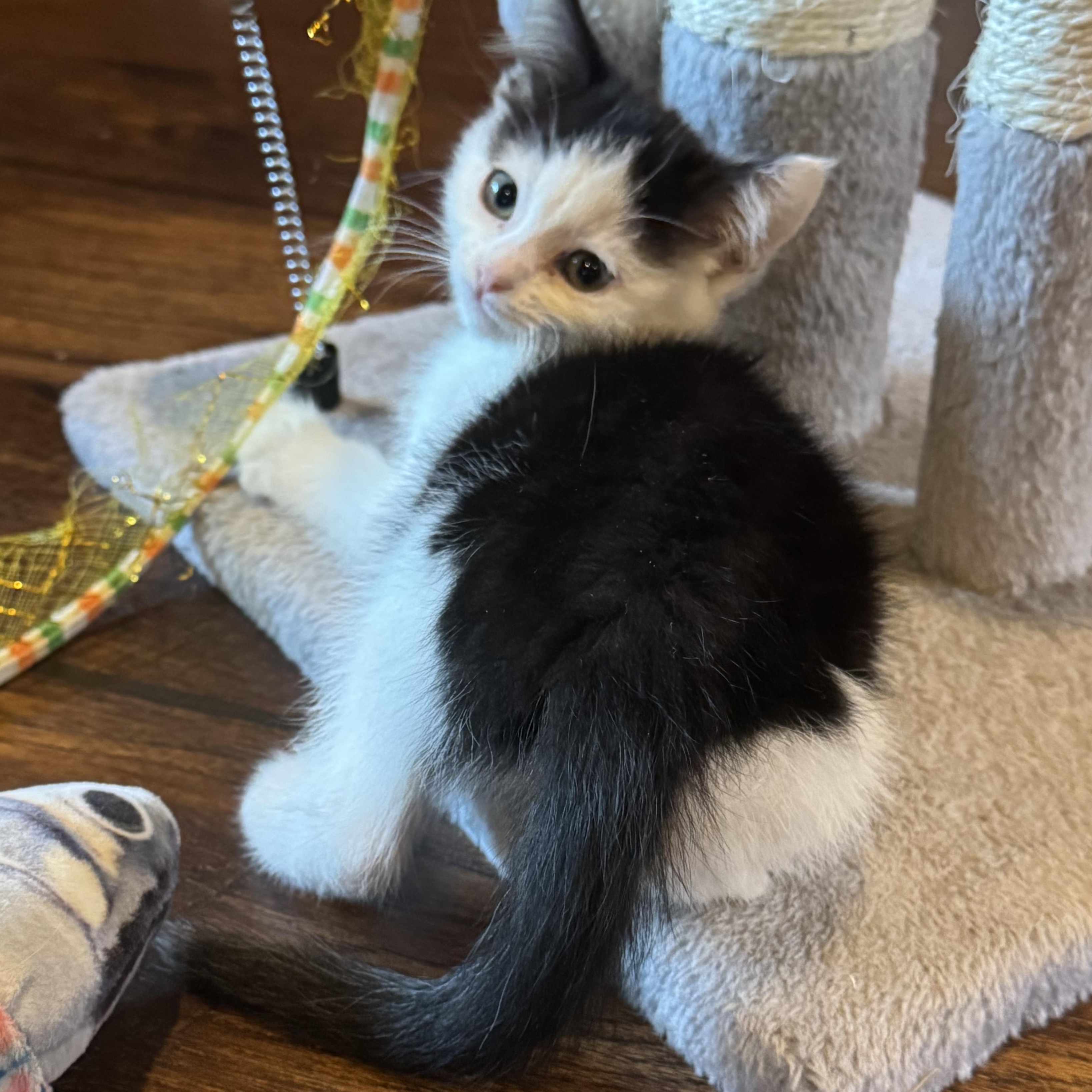 Enlarge Coco, a Adoptable Domestic Short Hair in Pasco, WA image 3/6