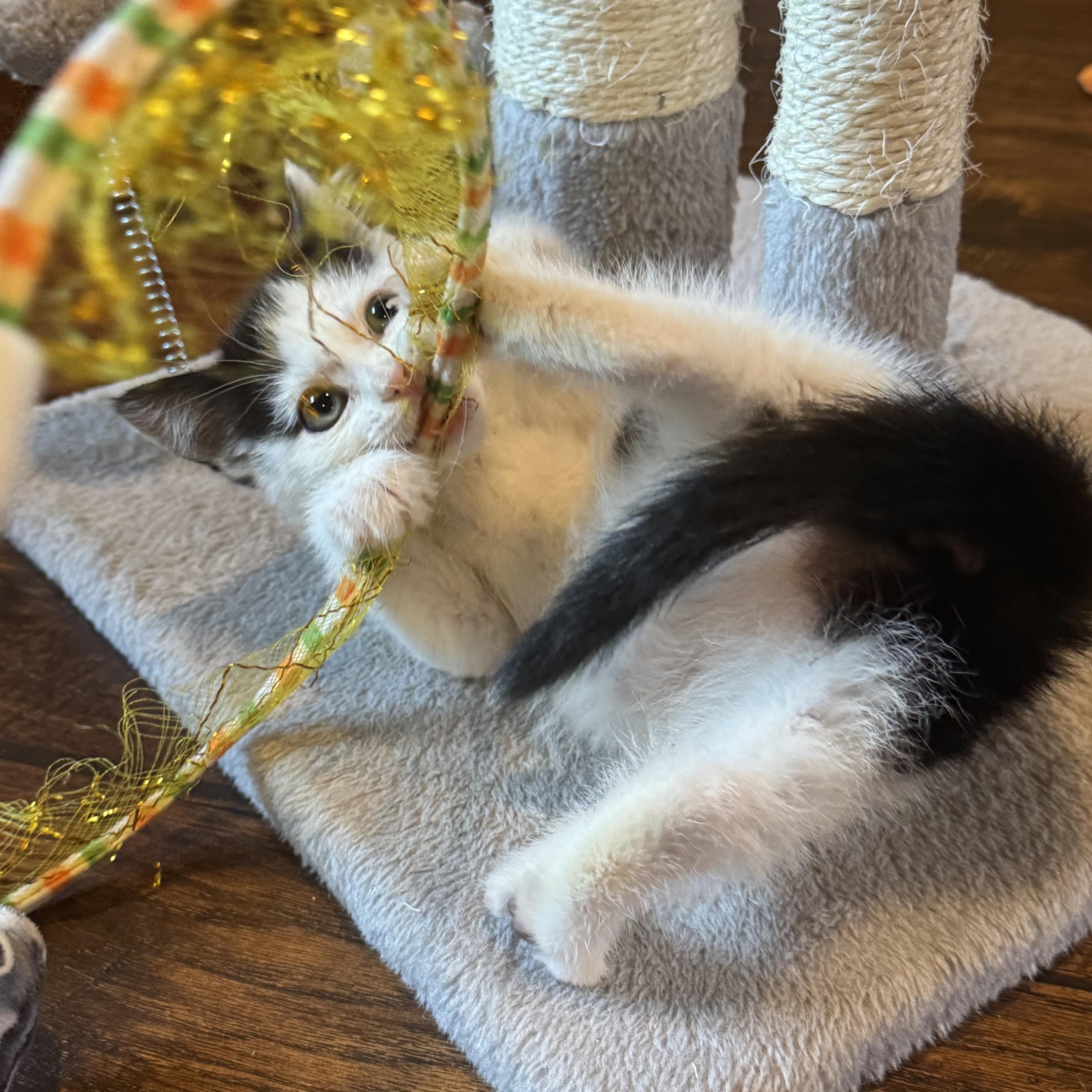 Enlarge Coco, a Adoptable Domestic Short Hair in Pasco, WA image 4/6