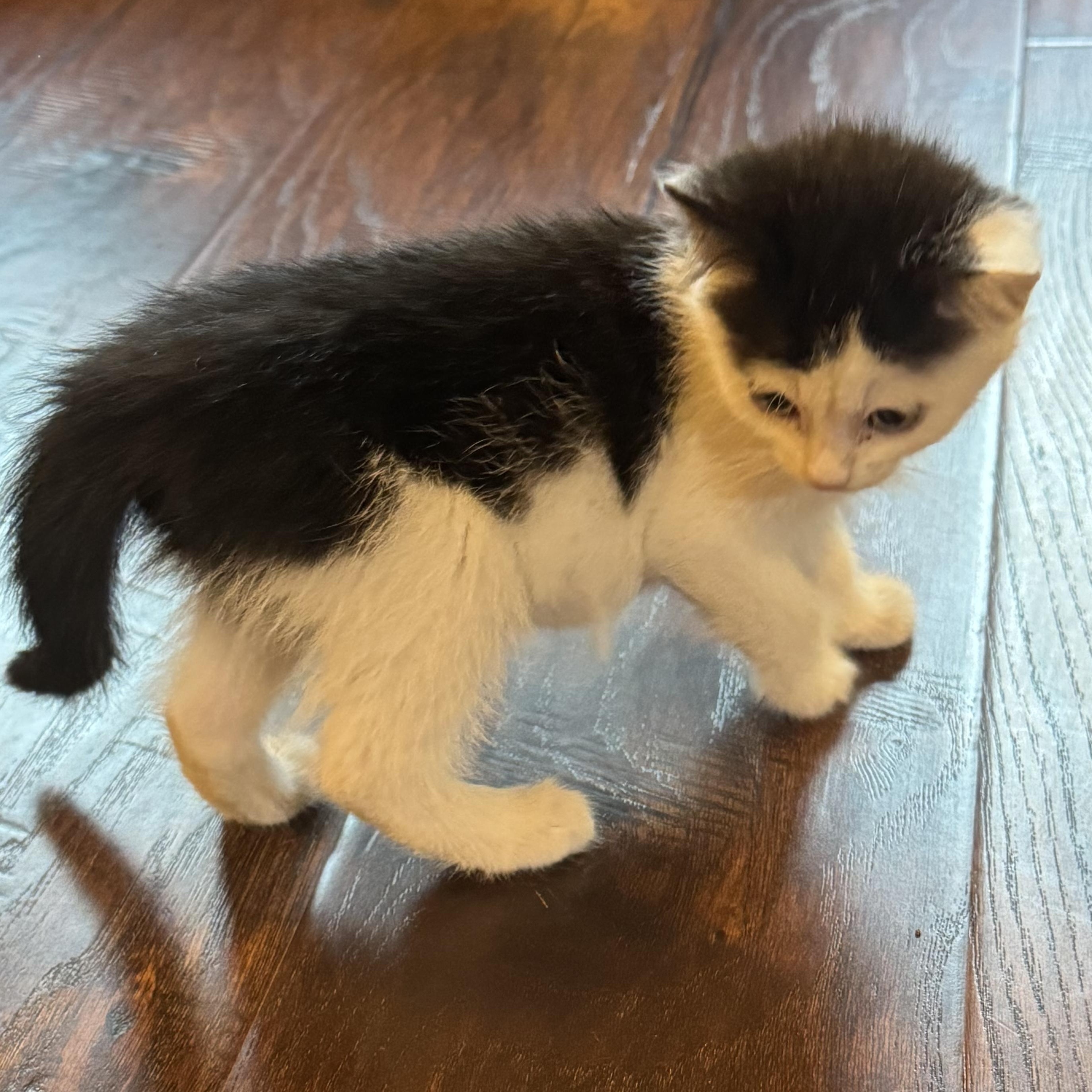 Enlarge Coco, a Adoptable Domestic Short Hair in Pasco, WA image 2/6