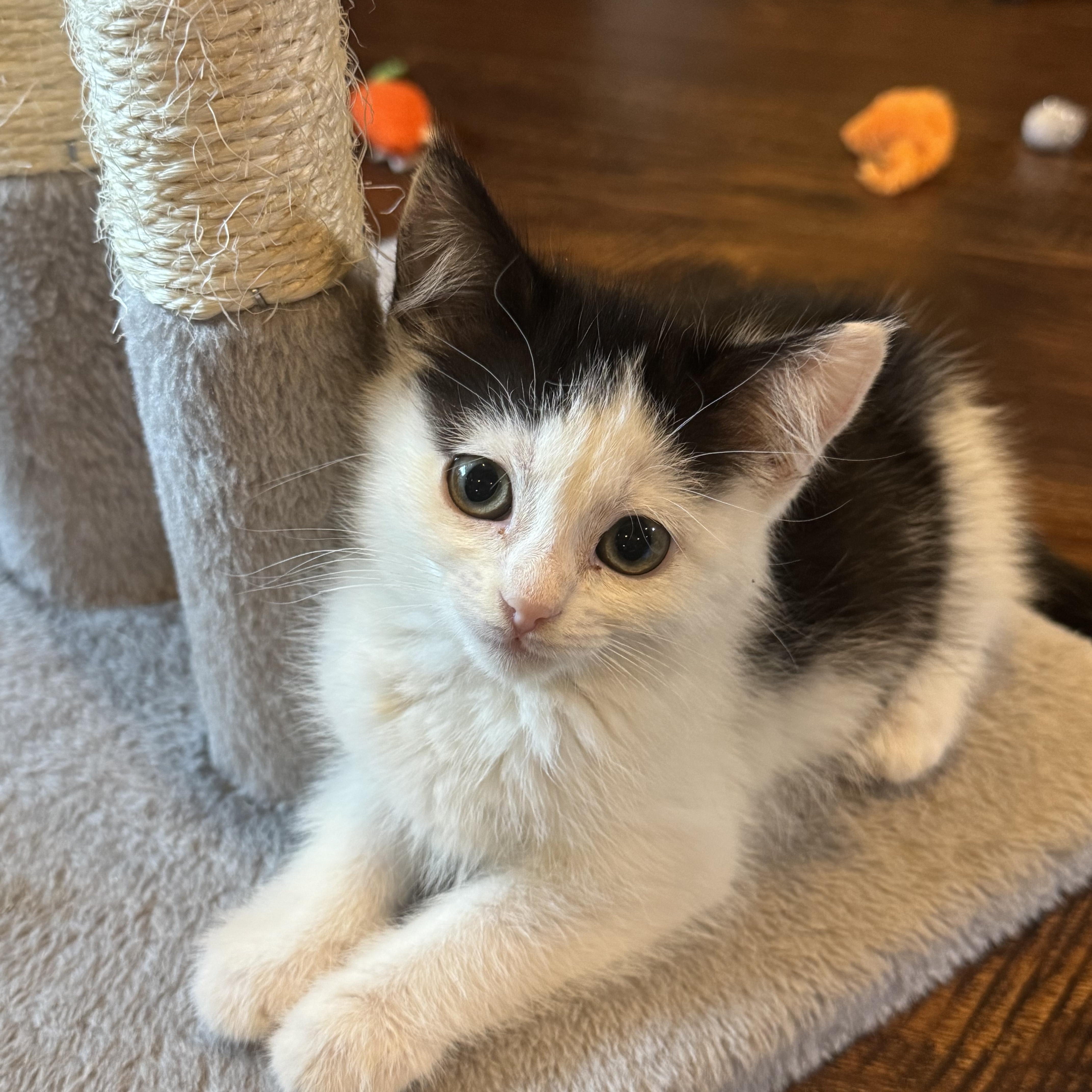 Enlarge Coco, a Adoptable Domestic Short Hair in Pasco, WA image 5/6