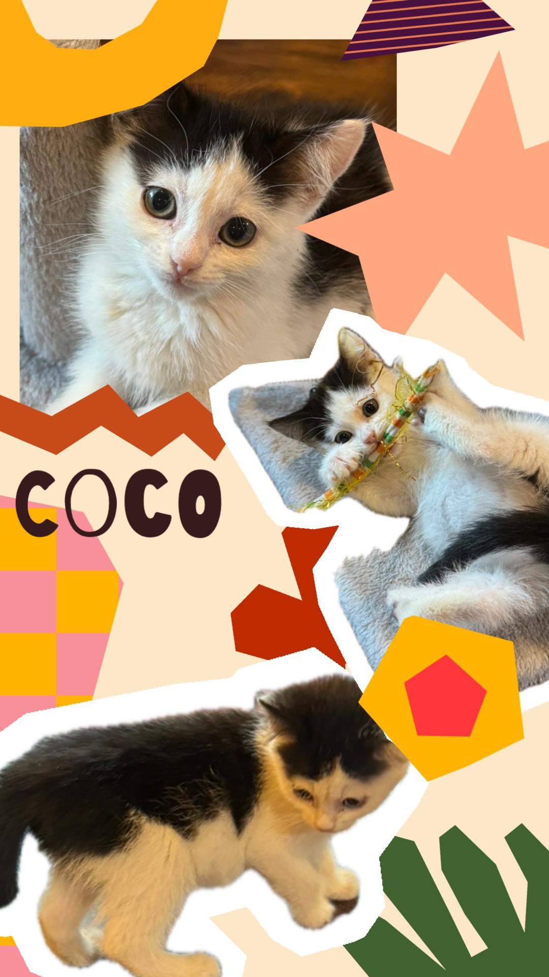 Enlarge Coco, a Adoptable Domestic Short Hair in Pasco, WA image 1/6