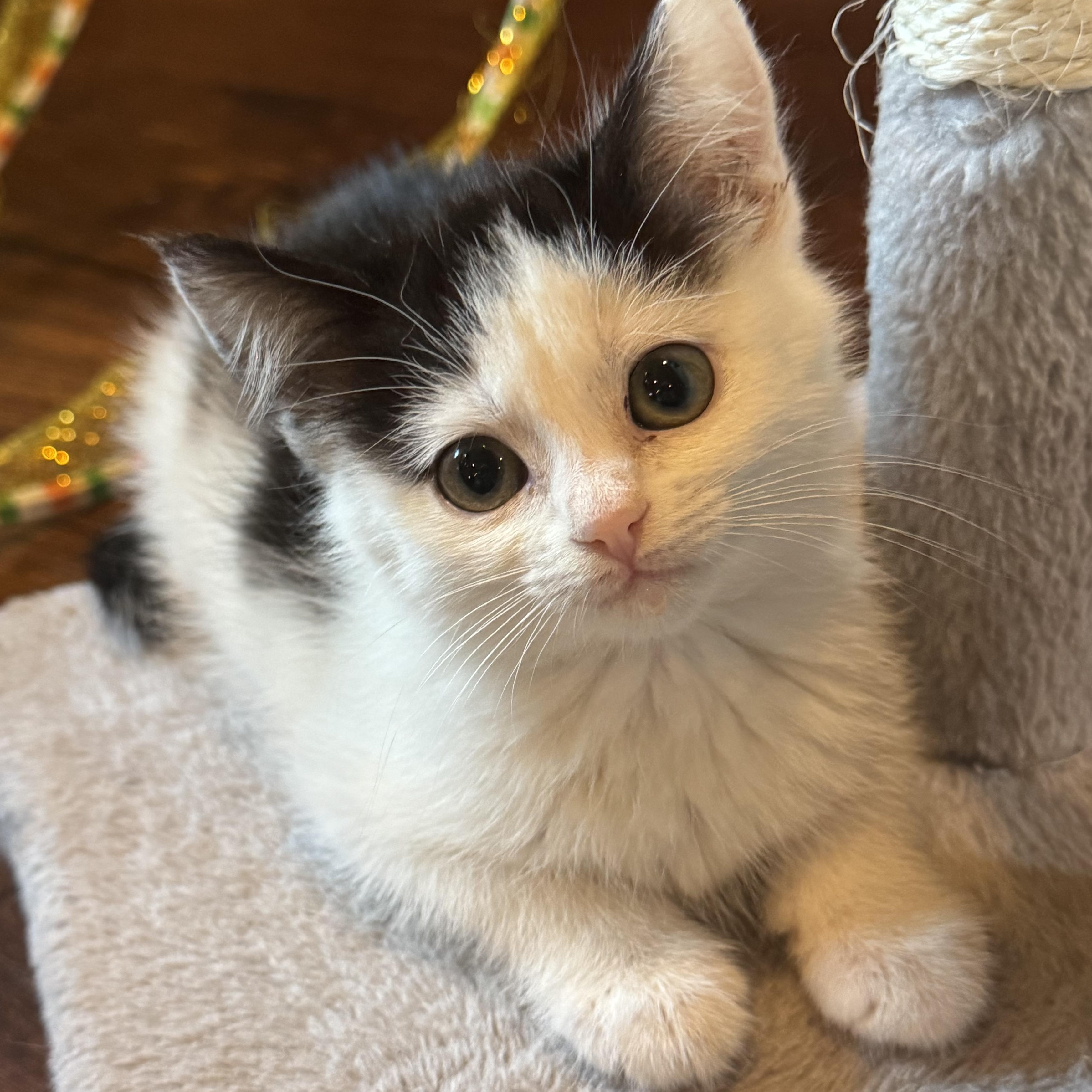 Enlarge Coco, a Adoptable Domestic Short Hair in Pasco, WA image 6/6