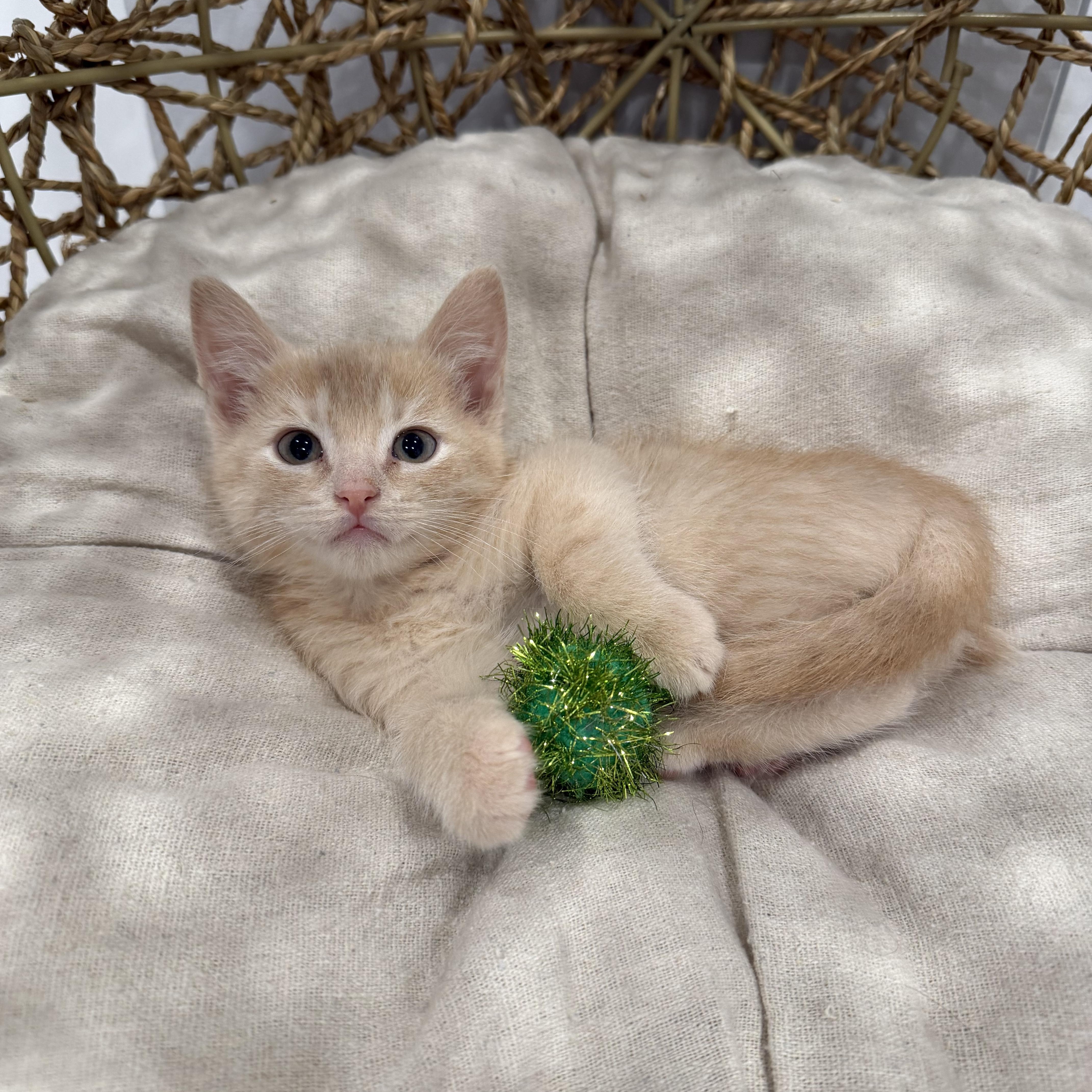 Tangerine, an adopted Domestic Short Hair in Chicago, IL image 2/6
