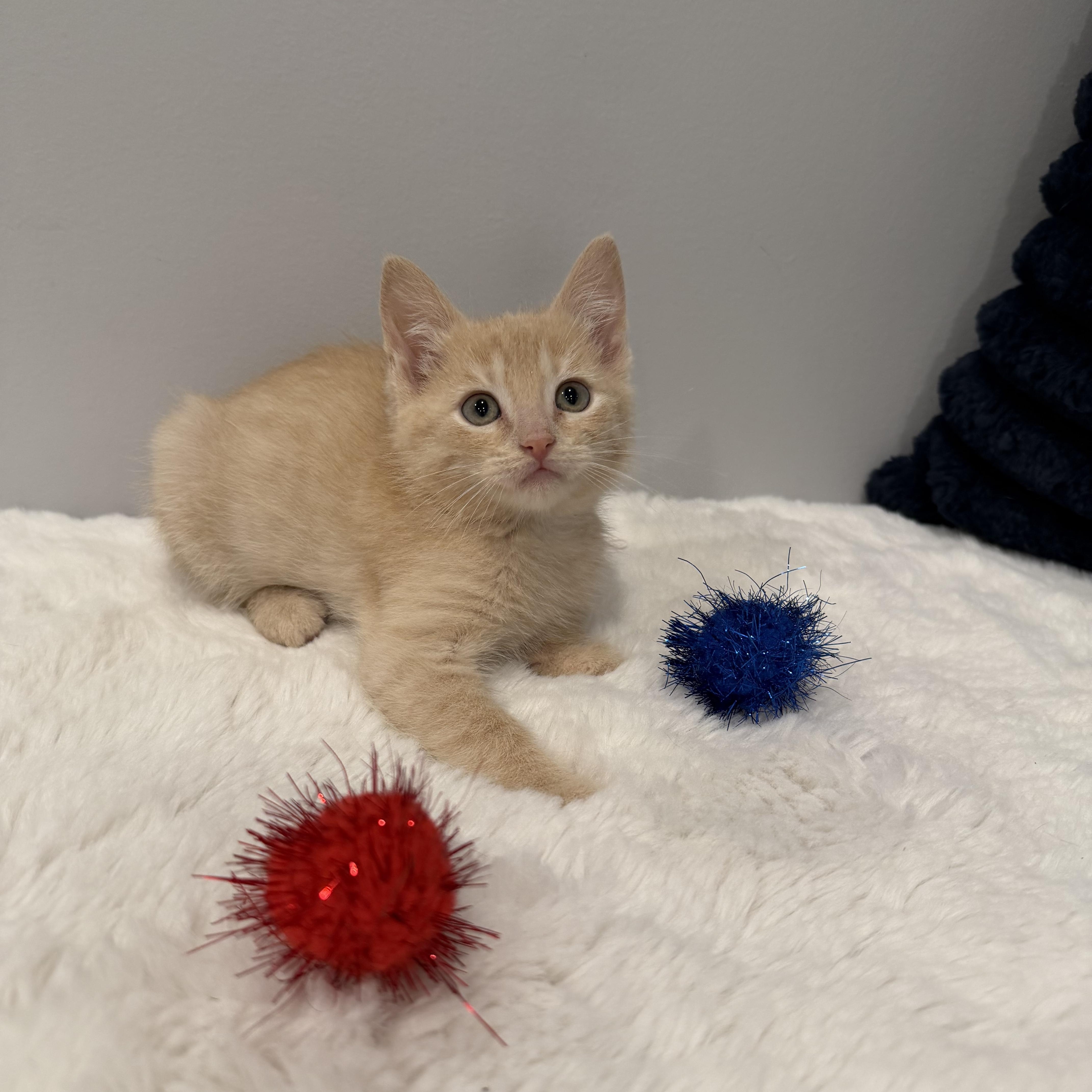 Tangerine, an adopted Domestic Short Hair in Chicago, IL image 3/6