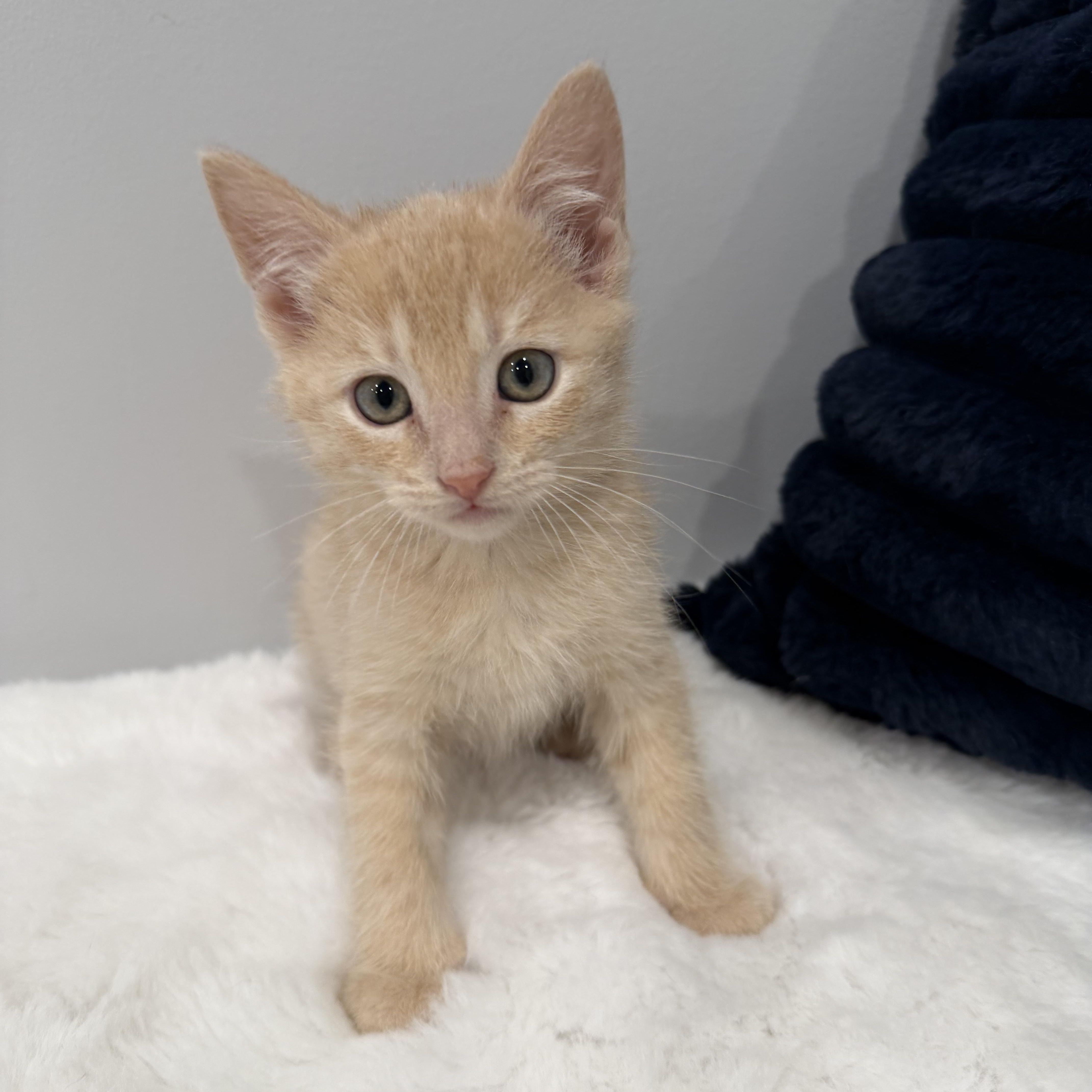 Tangerine, an adopted Domestic Short Hair in Chicago, IL image 1/6