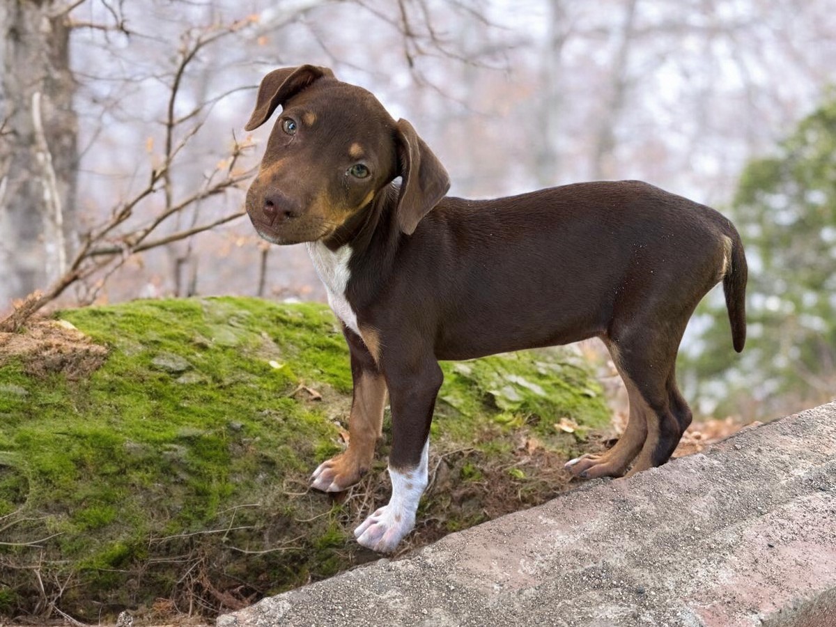 Dog for adoption Nova, a Mixed Breed in Los Angeles, CA Petfinder