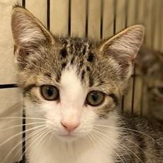 Enlarge Heidi, a ADOPTABLE Domestic Short Hair in Ocean Isle Beach, NC image 1/1