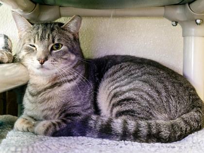 Sponge — thumbnail 2