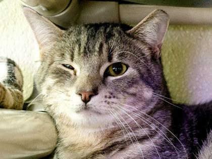 Sponge — thumbnail 3