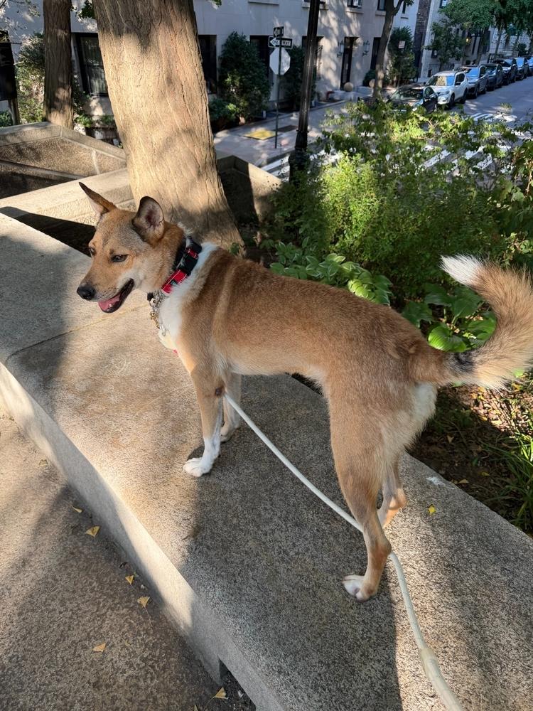 LOTUS, Adoptable, Adult Female Mixed Breed.