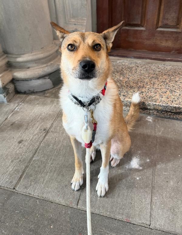 Enlarge LOTUS, a Adoptable mixed breed in Long Island City, NY image 2/6