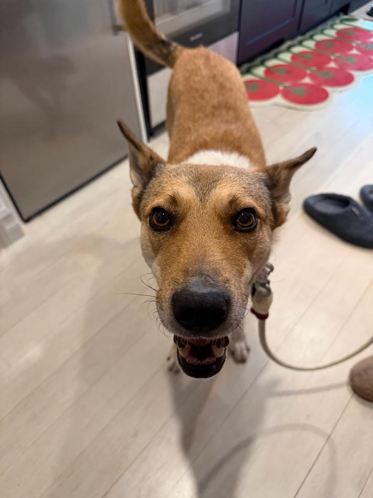 Enlarge LOTUS, a Adoptable mixed breed in Long Island City, NY image 3/6
