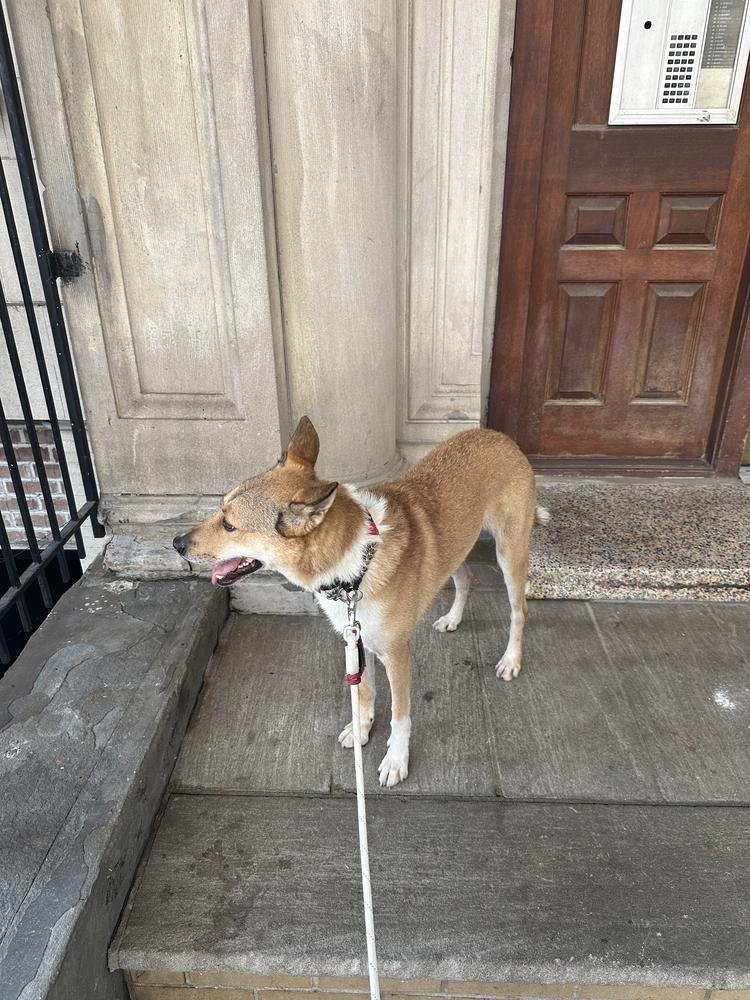 Enlarge LOTUS, a Adoptable mixed breed in Long Island City, NY image 4/6