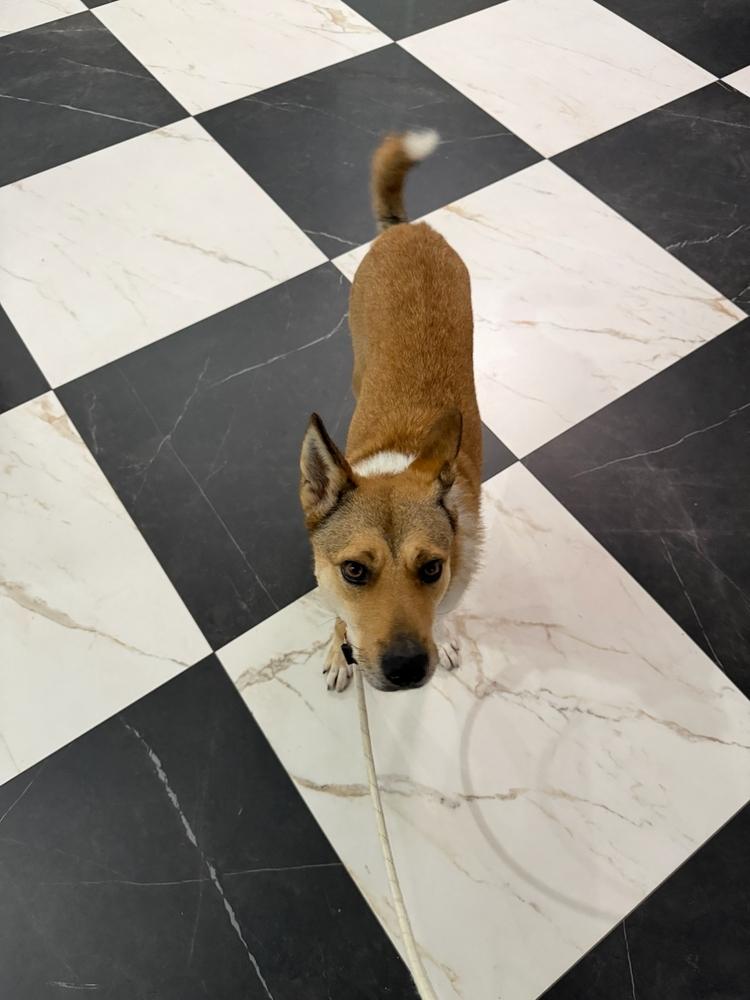 Enlarge LOTUS, a Adoptable mixed breed in Long Island City, NY image 5/6
