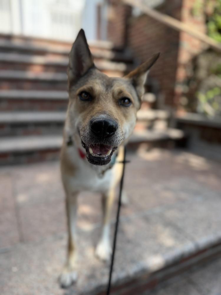 Enlarge LOTUS, a Adoptable mixed breed in Long Island City, NY image 6/6