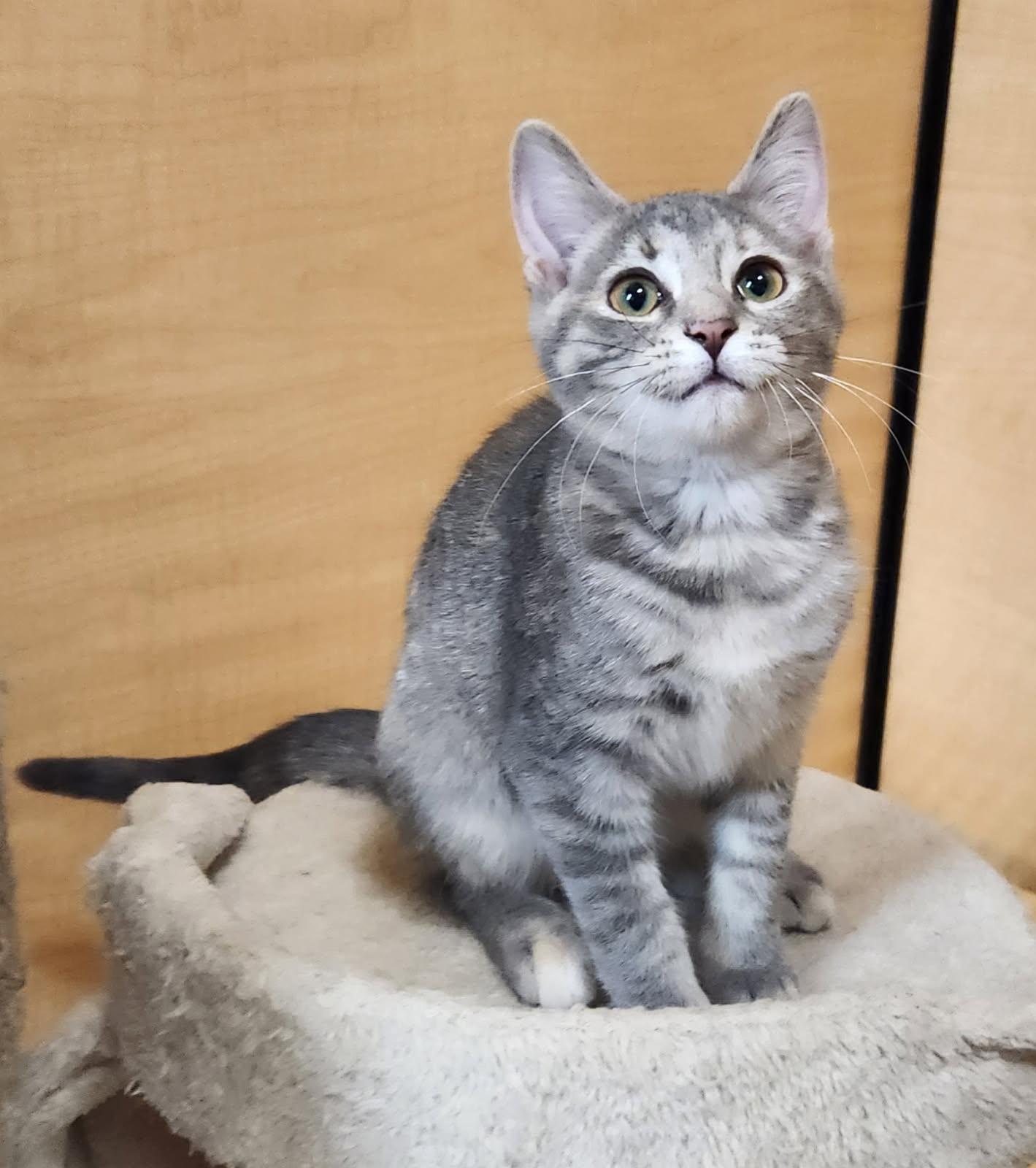 Enlarge Amelia, an adopted Domestic Short Hair in Barrington Hills, IL image 1/2