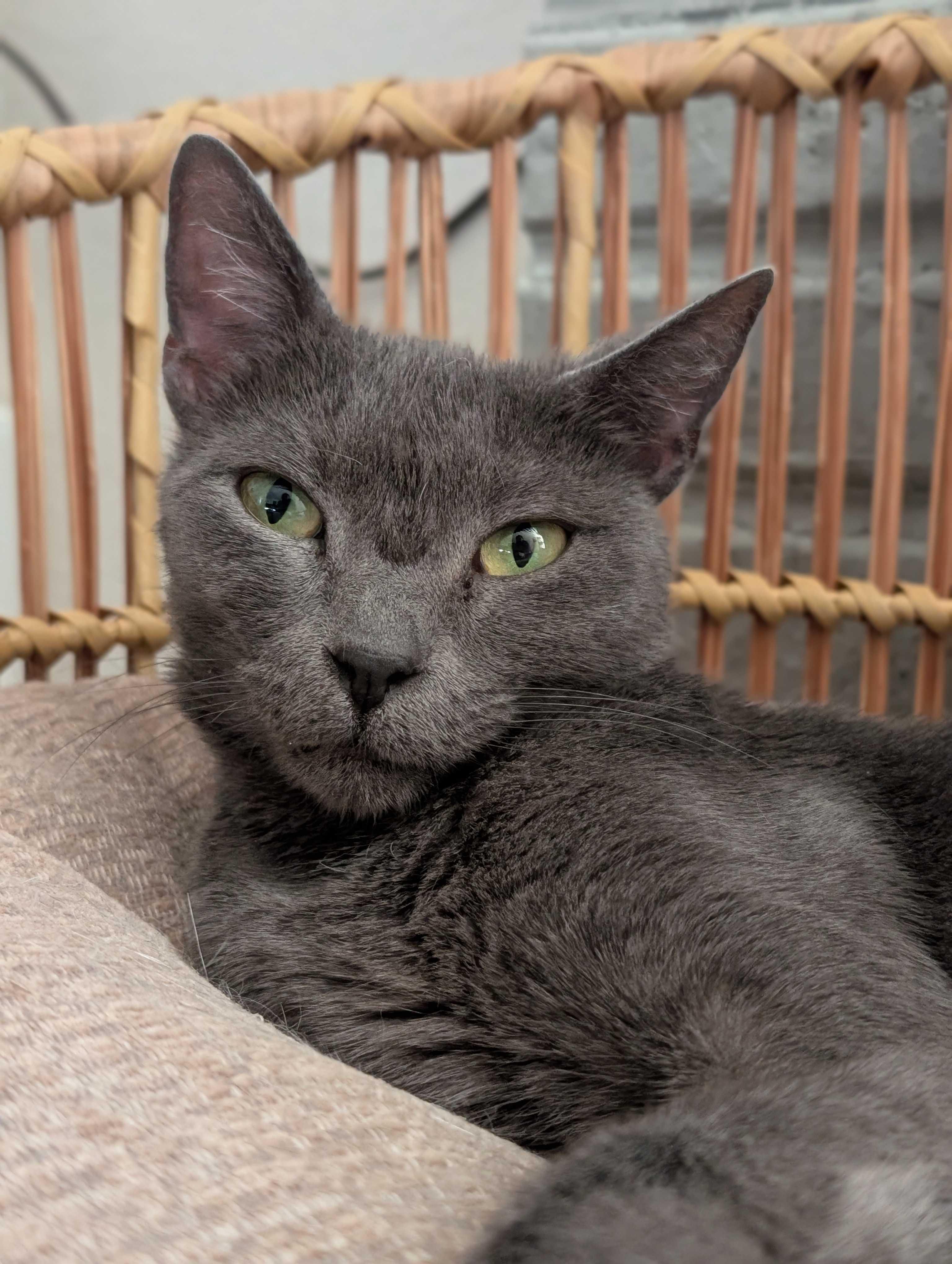 Misty, a ADOPTABLE Domestic Short Hair in Denver, CO image 5/6