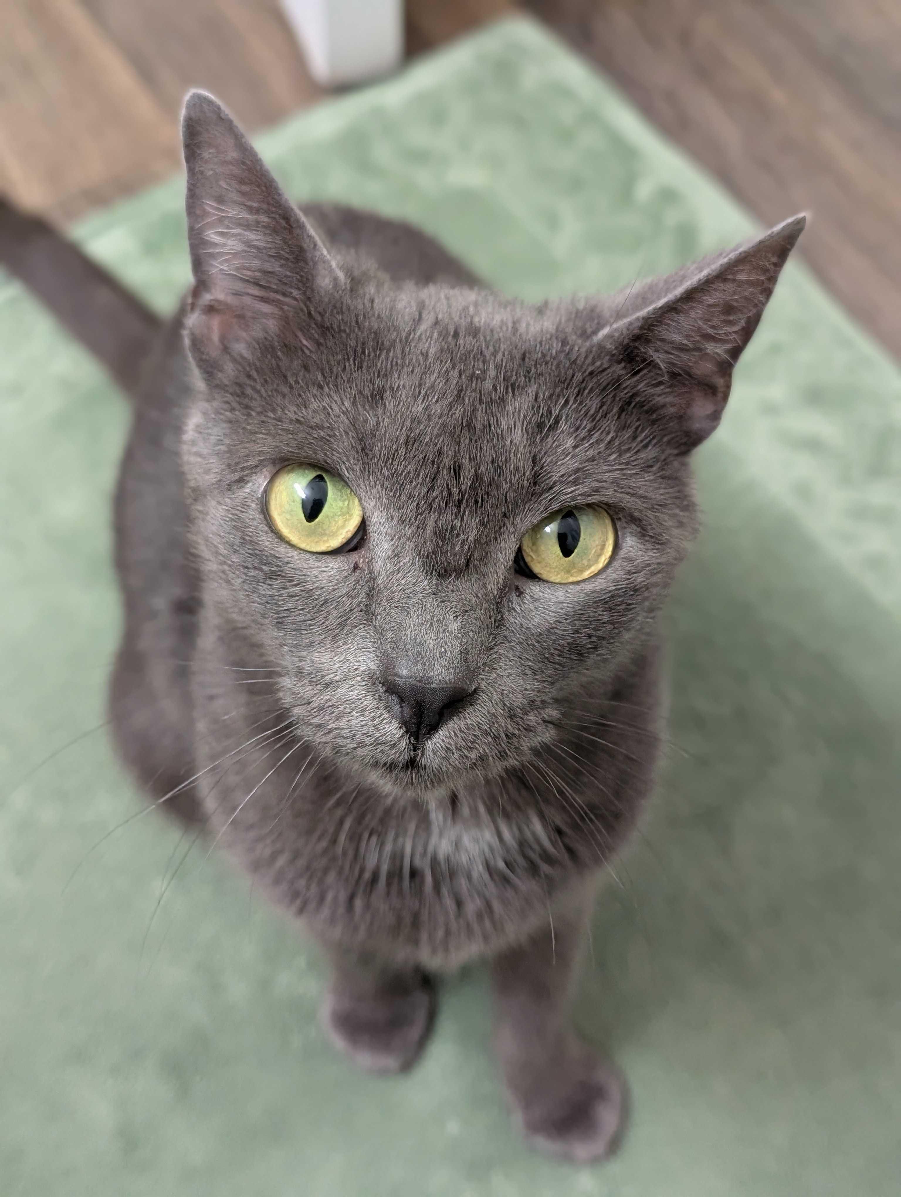 Misty, ADOPTABLE, Young Female Domestic Short Hair.