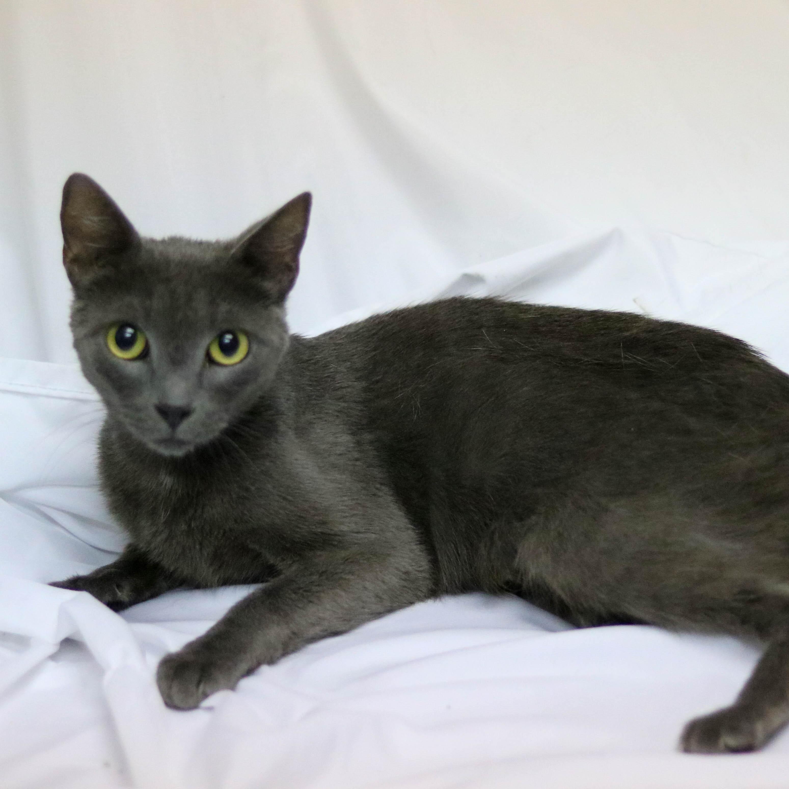 Misty, a ADOPTABLE Domestic Short Hair in Denver, CO image 4/6