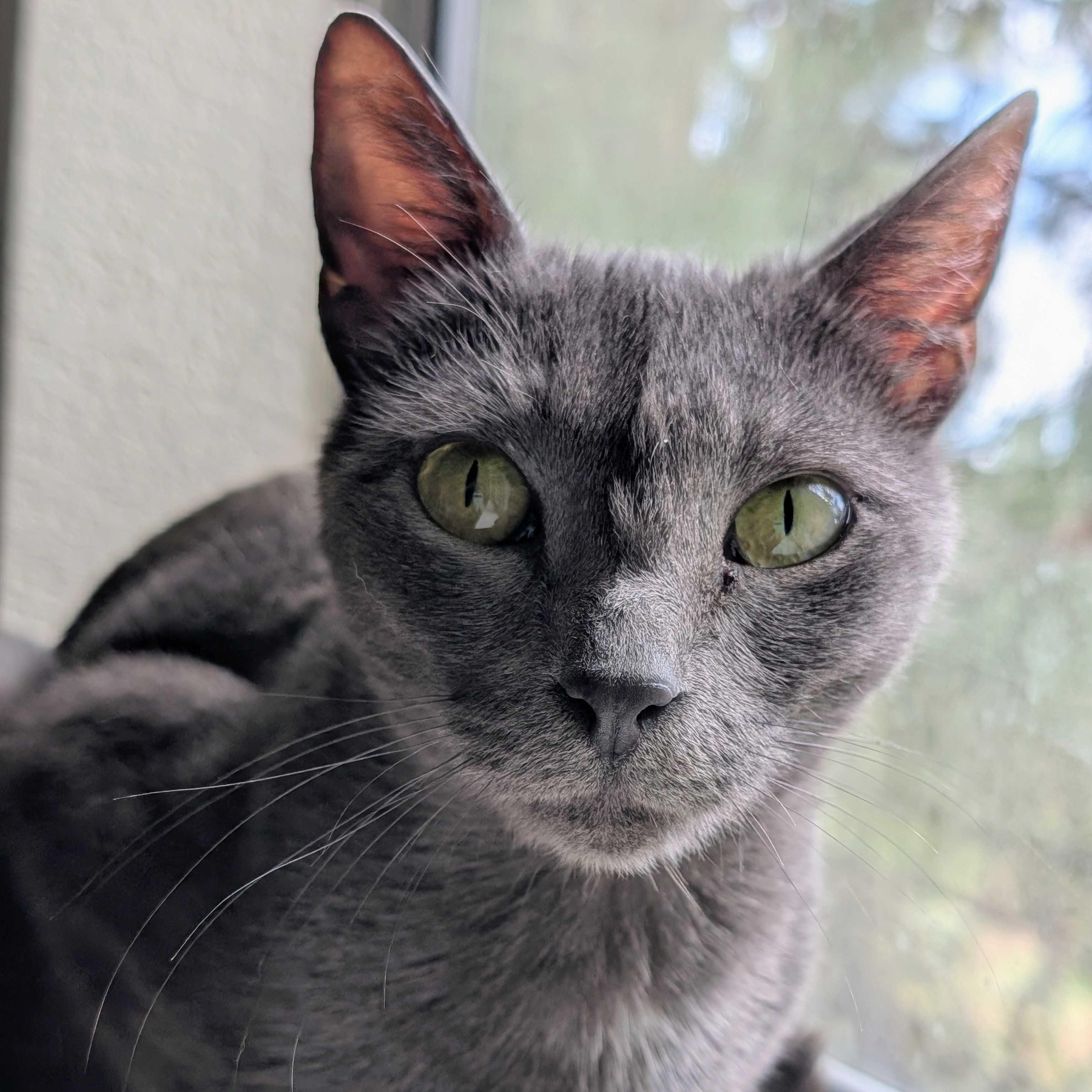 Misty, a ADOPTABLE Domestic Short Hair in Denver, CO image 6/6