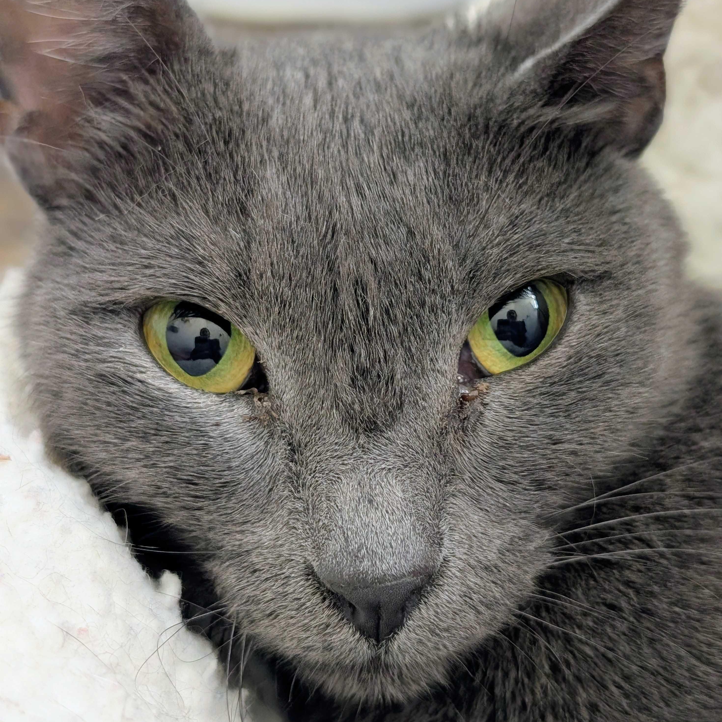 Misty, a ADOPTABLE Domestic Short Hair in Denver, CO image 5/6
