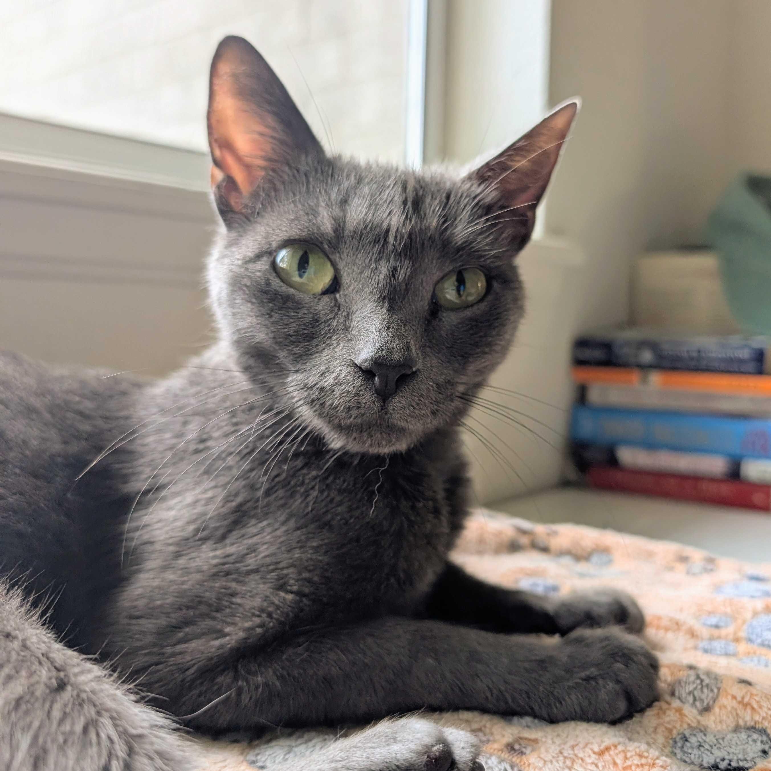 Misty, a ADOPTABLE Domestic Short Hair in Denver, CO image 1/6