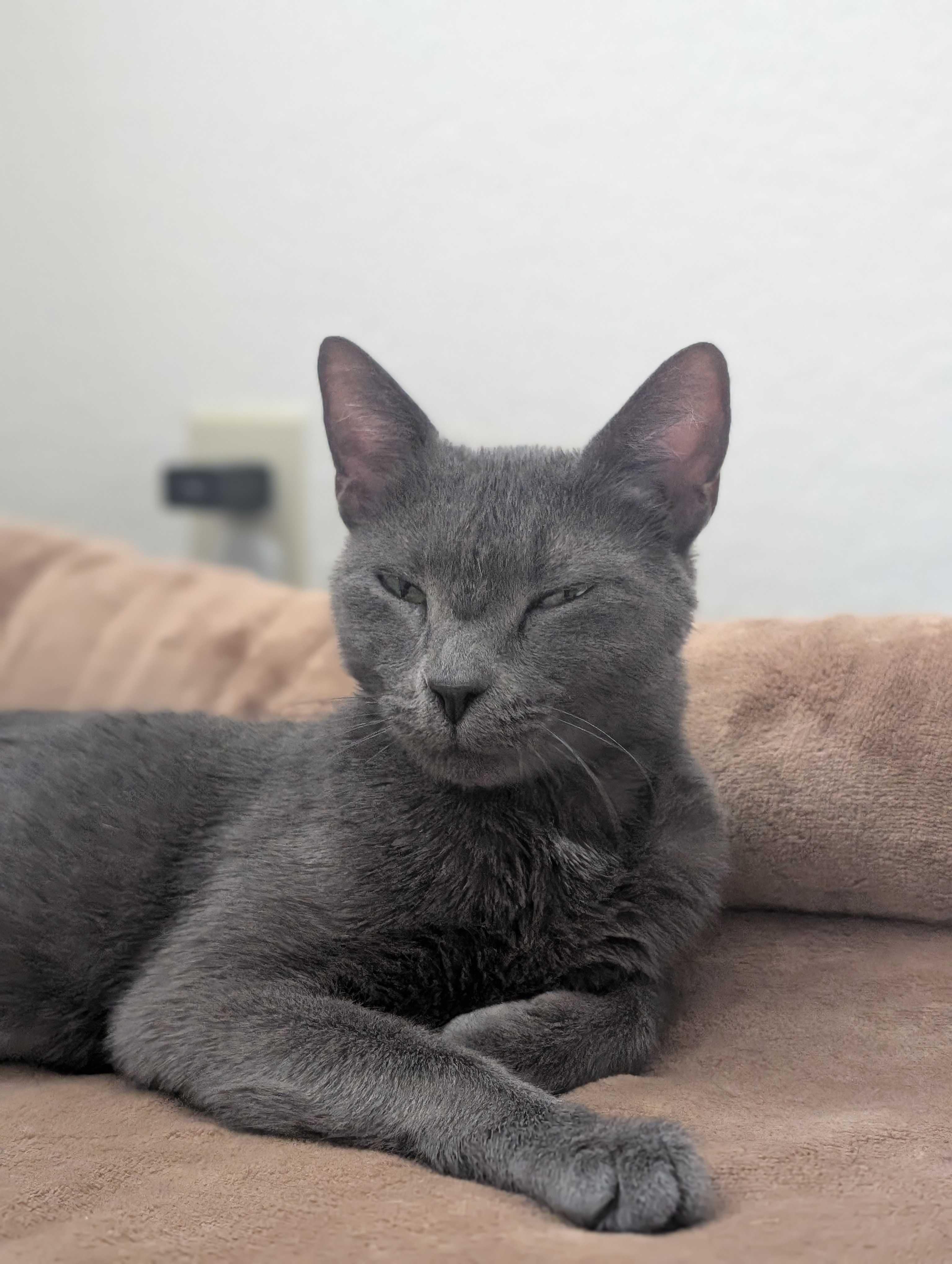 Misty, a ADOPTABLE Domestic Short Hair in Denver, CO image 6/6