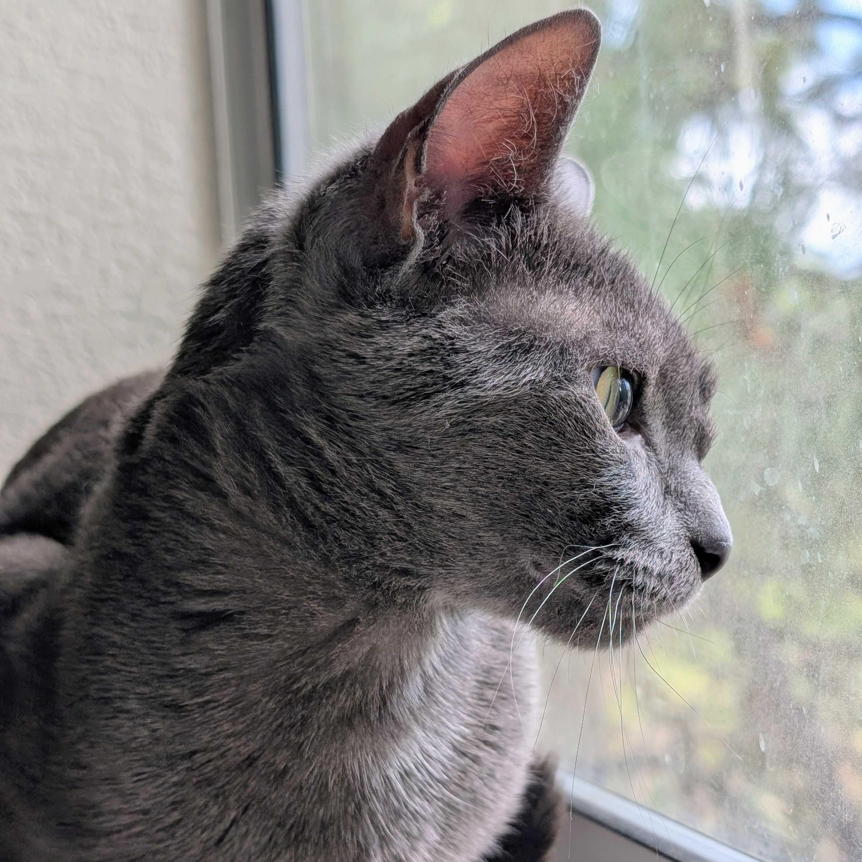 Misty, a ADOPTABLE Domestic Short Hair in Denver, CO image 3/6
