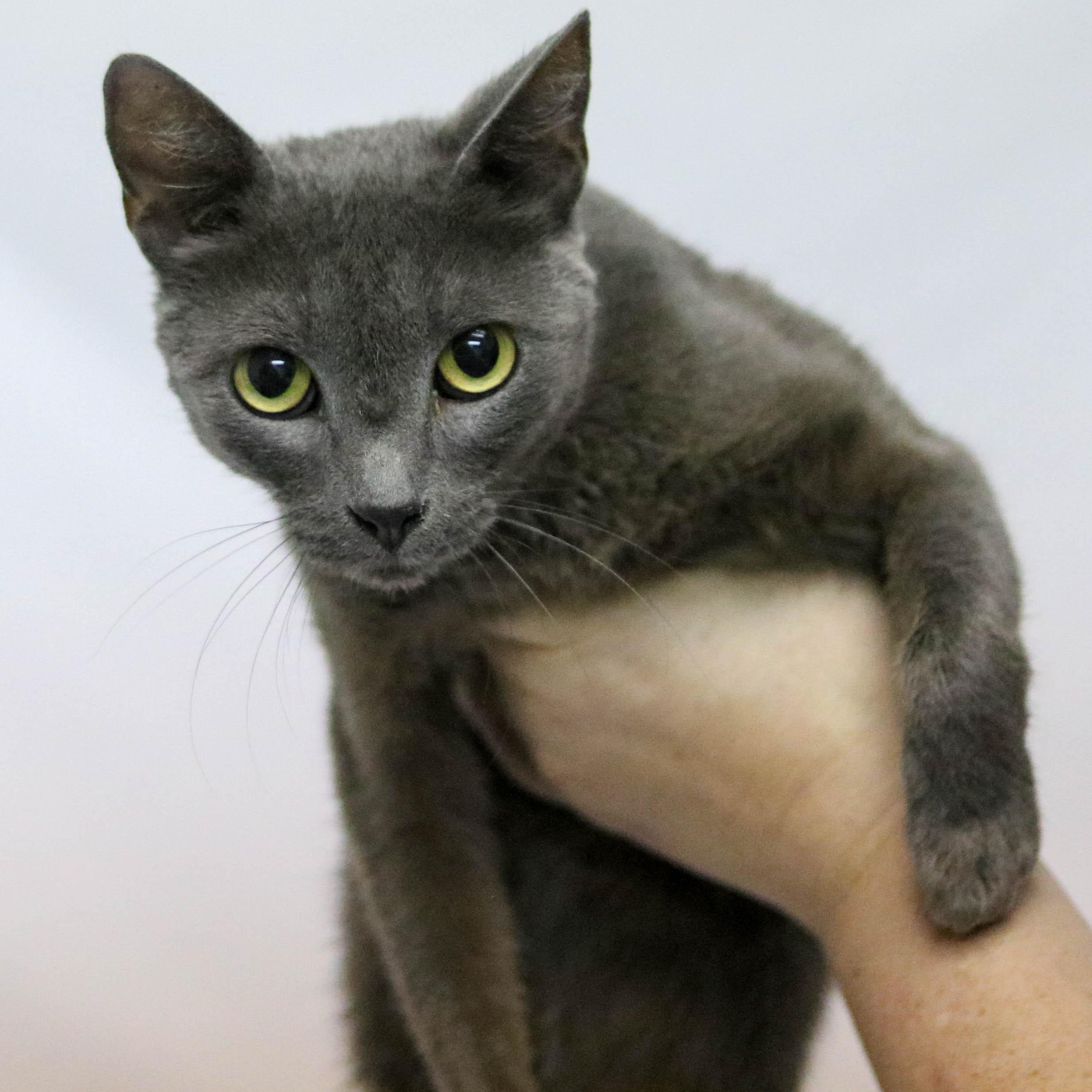 Misty, a ADOPTABLE Domestic Short Hair in Denver, CO image 2/6