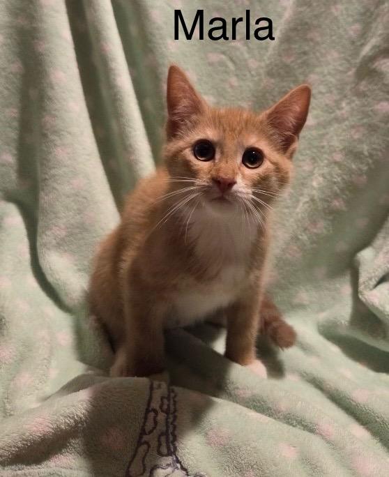 Marla, Adoptable, Kitten Female Tabby.