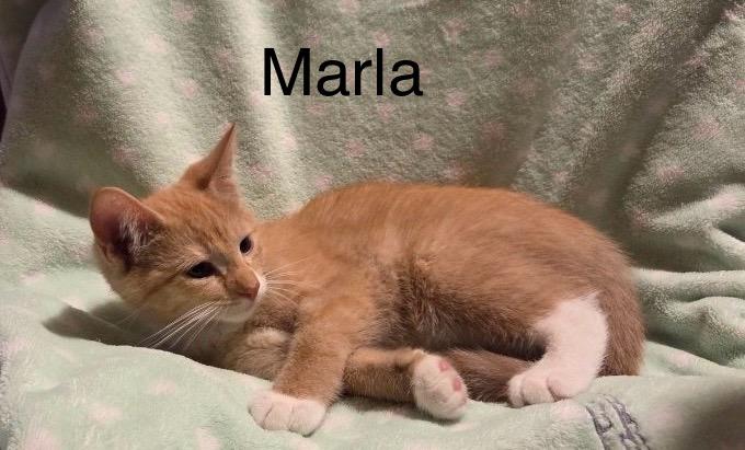 Marla, a Adoptable Tabby in Livonia, MI image 2/5