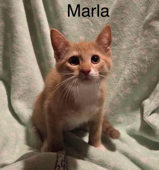 Marla, a Adoptable Tabby in Livonia, MI image 3/5